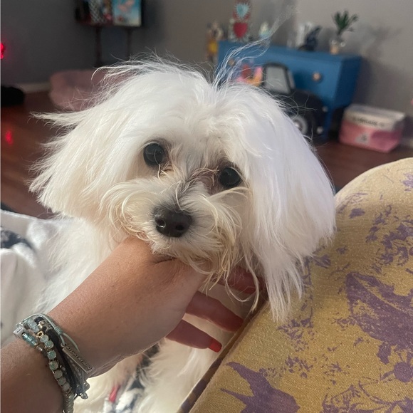 angelgizmo